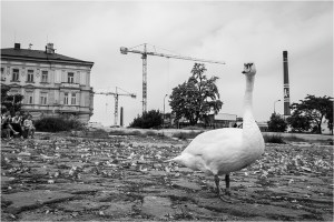 Praha 5, Smíchov - náplavka, labuť